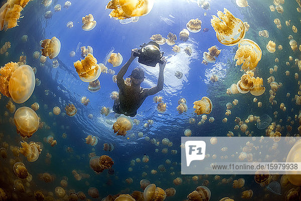 Palau  Eil Malk island  Man swimming with jellyfish in Jellyfish Lake