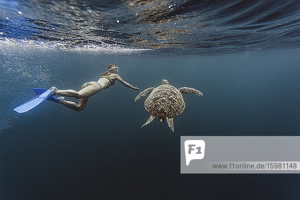 Indonesien  Bali  Unterwasseransicht einer Taucherfrau  die neben einer einsamen Schildkröte schwimmt