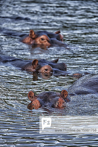 Demokratische Republik Kongo  Flusspferde (Hippopotamus Amphibius) schwimmen im Fluss