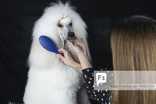 Crop view of woman brushing white Standard Poodle against black background