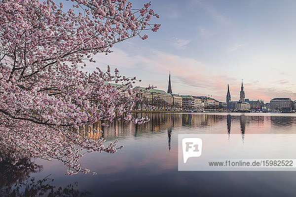 Deutschland  Hamburg  Rosa Kirschblüte am Ufer der Binnenalster in der Abenddämmerung