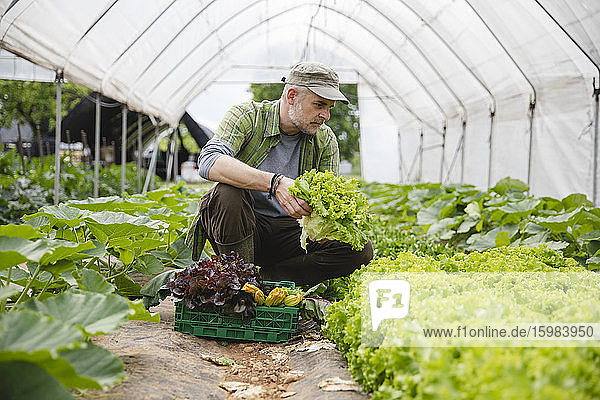 Farmer collecting a box of salad  organic agriculture