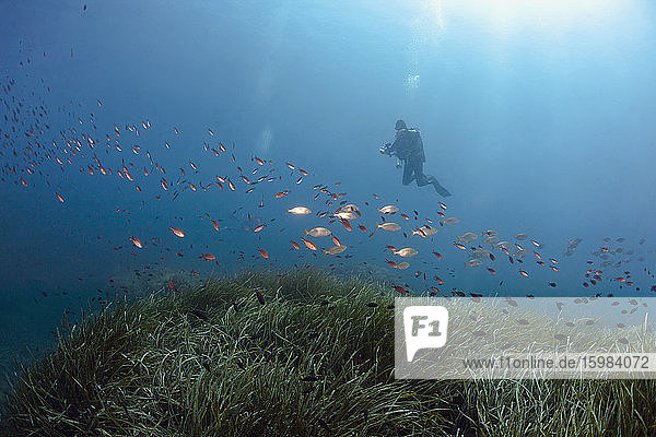 France  Corsica  Scuba diver photographing schools of dreamfish (Sarpa salpa) and damselfish (Chromis chromis)