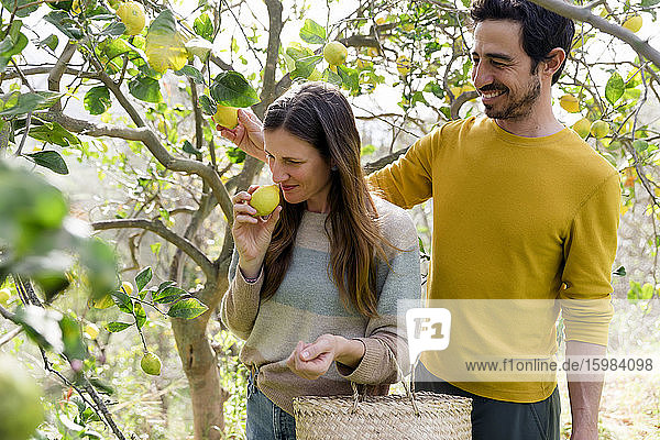 Smiling man looking at girlfriend smelling lemon while standing in organic farm