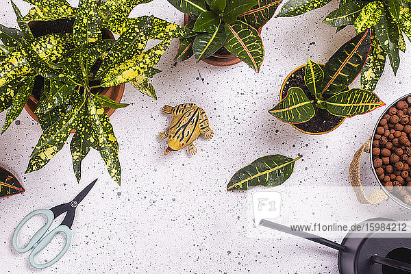 Schere  Plastikfrosch und getöpferte Feuerrosen (Codiaeum variegatum)