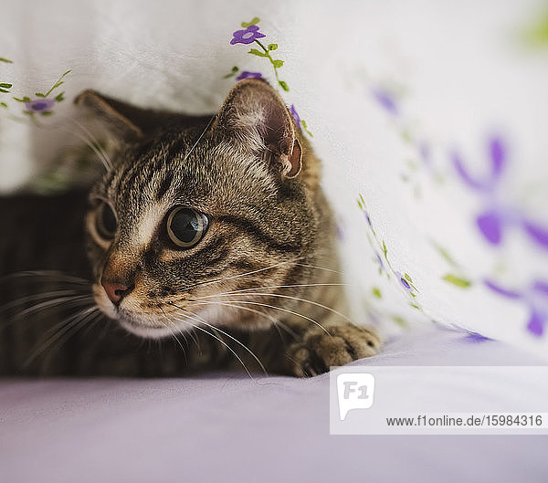 Portrait of tabby cat hiding under blanket