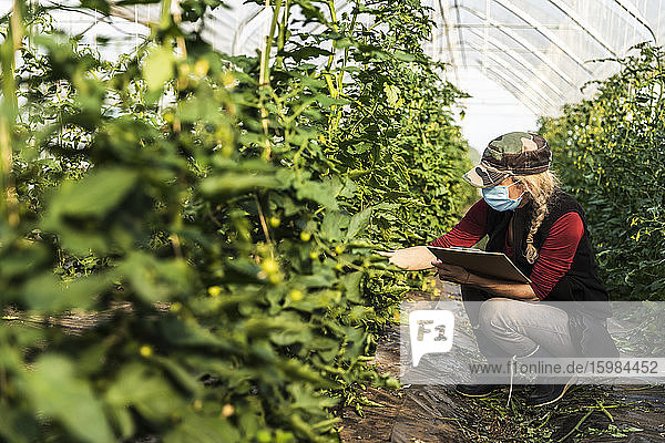 Bäuerin mit Mundschutz bei der Kontrolle des Wachstums von Bio-Tomaten in einem Gewächshaus