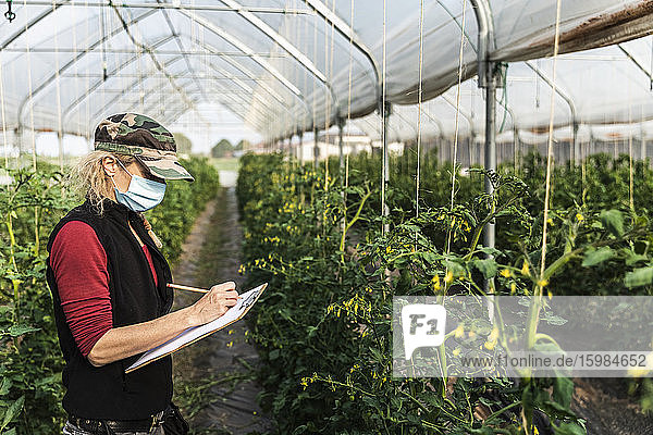 Female farm worker with surgical mask checking the growth of organic tomatoes in a greenhouse