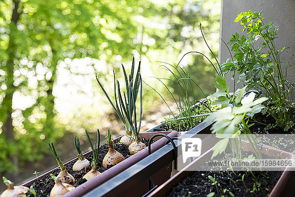 Welsh onions (Allium fistulosum) and various herbs growing in small balcony garden