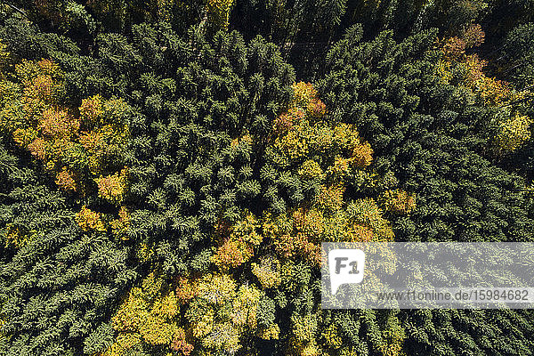 Germany  Baden-Wurttemberg  Heidenheim an der Brenz  Drone view of autumn forest in Swabian Jura