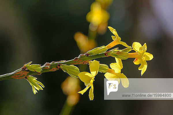 Gelb blühende Winterjasminen (Jasminum nudiflorum)