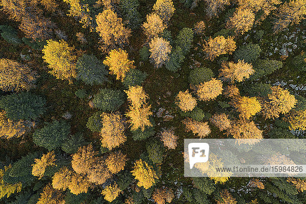 Drone view of larch forest in autumn