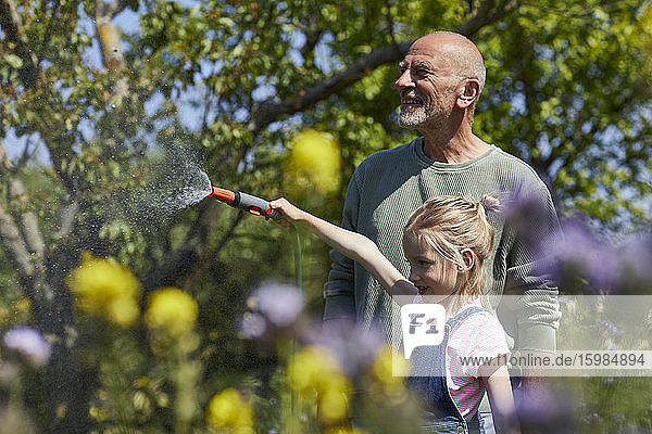 Grandfather and granddaughter watering flowers in allotment garden