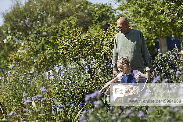 Großvater mit Enkelin in Schubkarre im Kleingarten