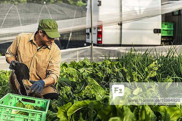 Farmer harvesting organic seasonal salad grown in greenhouse