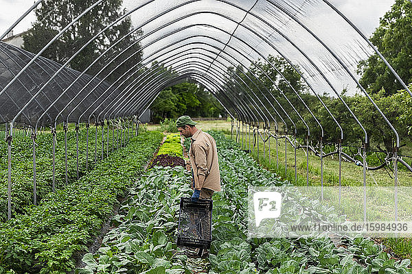 Organic farmer harvesting kohlrabi in greenhouse