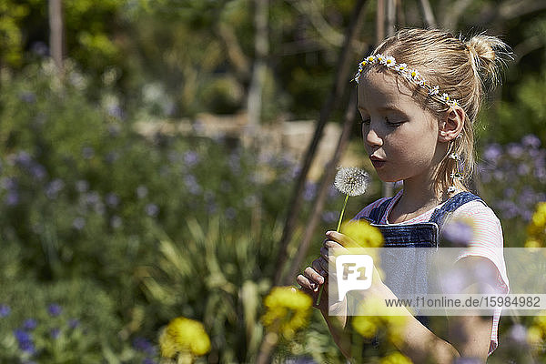 Mädchen im Kleingarten mit Gänseblümchenkranz bläst eine Pusteblume