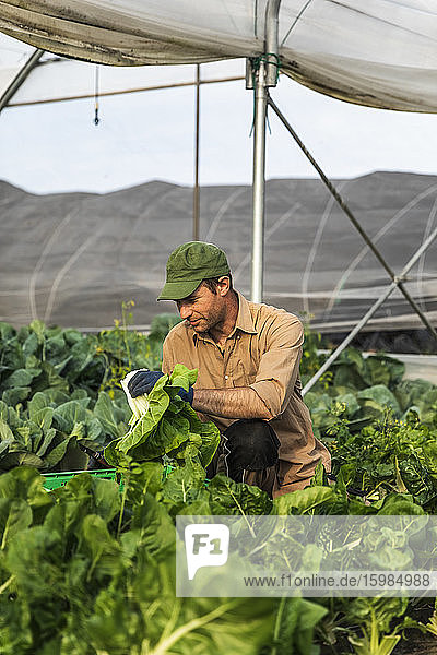 Farmer harvesting organic seasonal salad grown in greenhouse