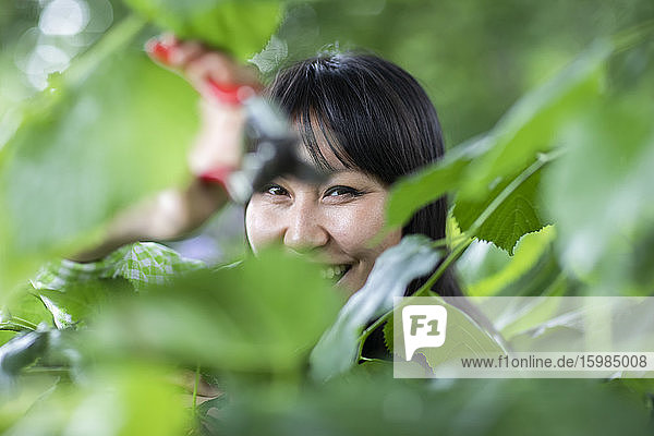 Woman with pruner in urban garden