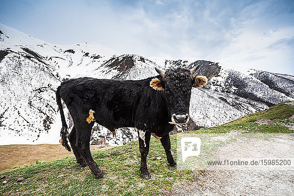 Georgia  Svaneti  Ushguli  Portrait of black cow standing at edge of mountain pasture