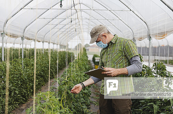 Farmer with mask in the greenhouse with organic cultivation of tomatoes