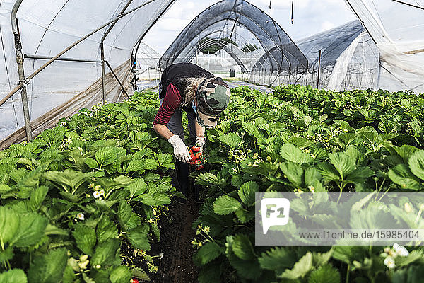 Reife Bäuerin  die sich bei der Ernte von Erdbeeren im Gewächshaus bückt