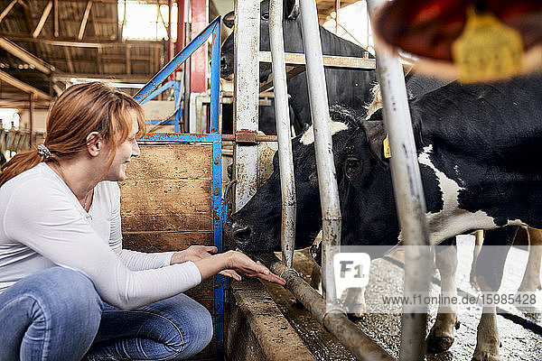 Lächelnde Frau füttert Kühe mit den Händen  während sie im Stall hockt