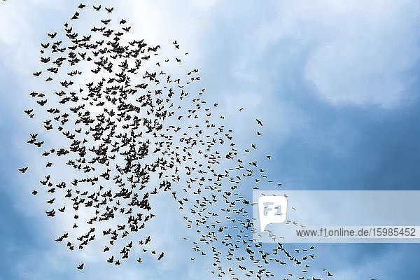 Georgien  Niedriger Blickwinkel auf einen Vogelschwarm  der gegen den Himmel fliegt