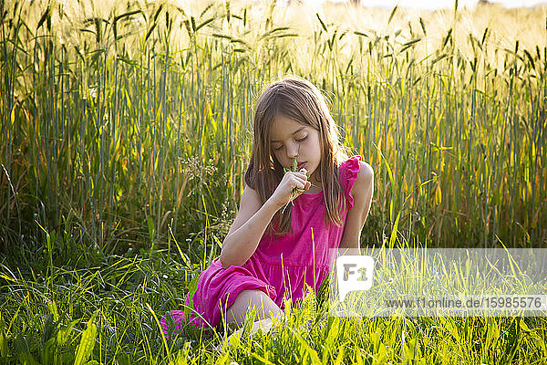 Porträt eines jungen Mädchens in einem leuchtend rosa Kleid  das vor einem Roggenfeld im Sommer sitzt