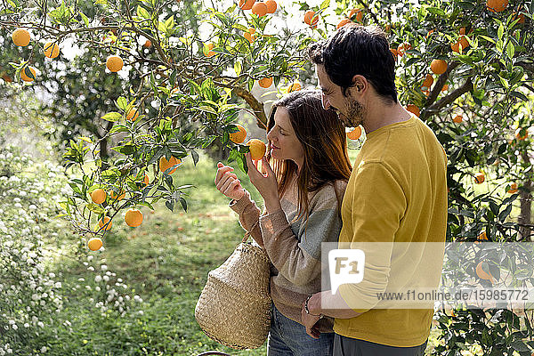 Boyfriend looking at girlfriend smelling oranges growing on tree in farm