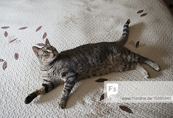Portrait of tabby cat lying on bedspread looking up