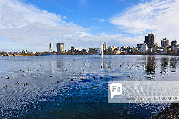 USA  New York  New York City  Flock of ducks swimming in Central Park at winter dawn