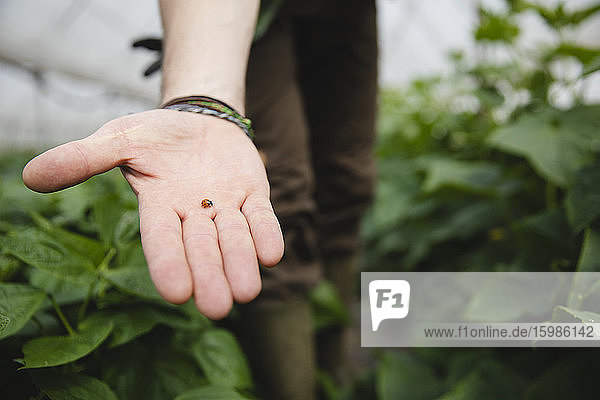 Landwirt hält einen Marienkäfer in der Hand  der im ökologischen Landbau nützlich ist
