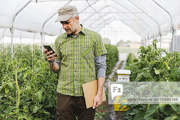 Biobauer mit Smartphone im Gewächshaus beim Anbau von Bio-Tomaten