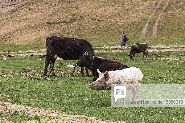 Georgia  Svaneti  Ushguli  Livestock grazing on green grass