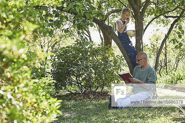 Entspannter Großvater und Enkelin im Garten  die ein Buch lesen und Erdbeeren essen