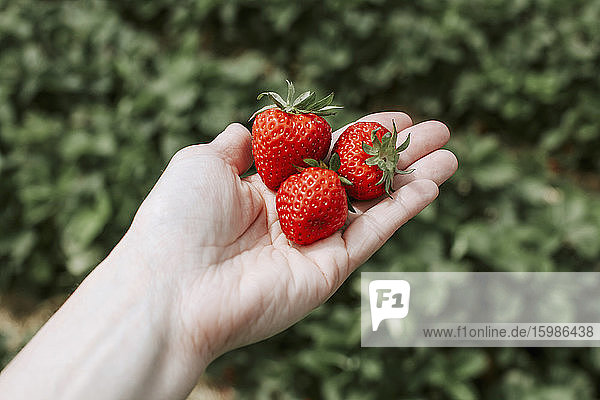 Reife Erdbeeren auf Vorrat