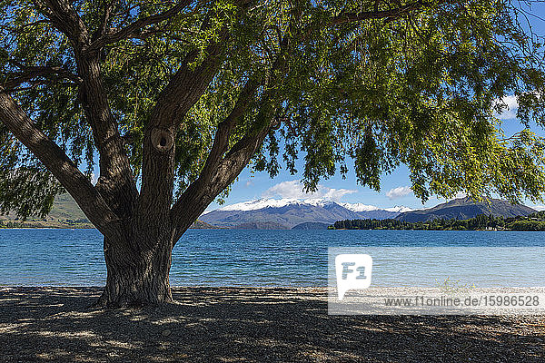 New Zealand  Otago  Wanaka  Tree growing on shore of Lake Wanaka