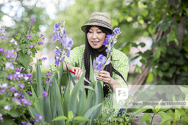 Frau bei der Ernte im städtischen Garten