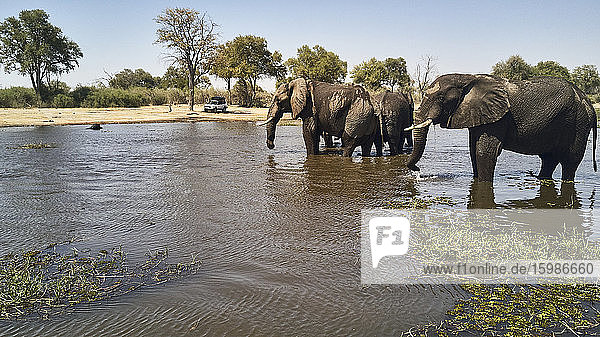 Afrikanische Elefanten kühlen sich an einem sonnigen Tag im Fluss ab