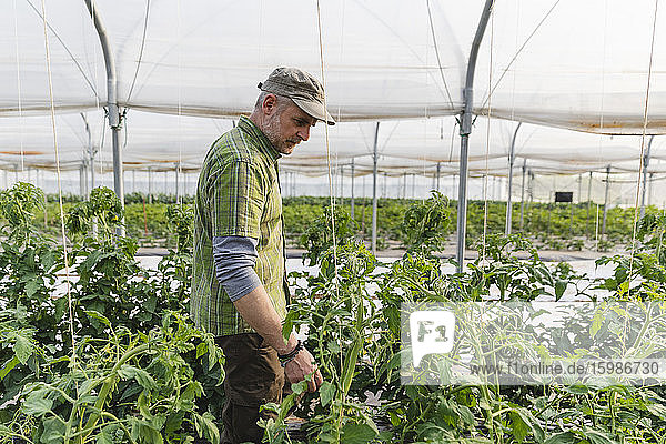 Landwirt im Gewächshaus mit biologischem Anbau von Tomaten