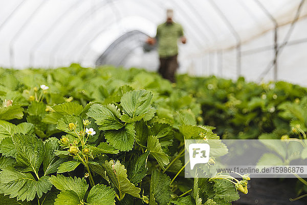 Organic strawberry cultivation