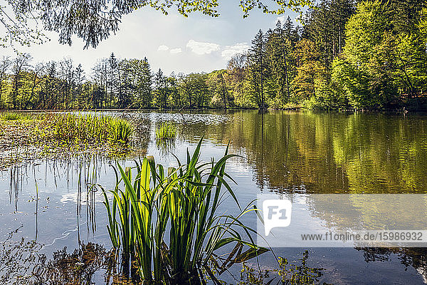Germany  Bavaria  Egling  Shore of Thanninger Weiher lake