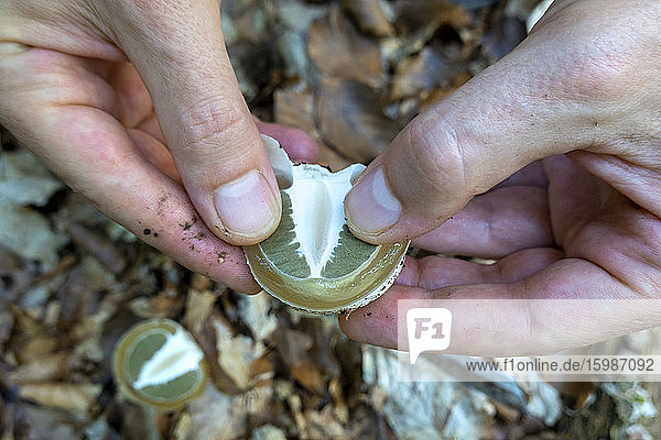Germany  Hands of person inspecting common stinkhorn (Phallus impudicus)