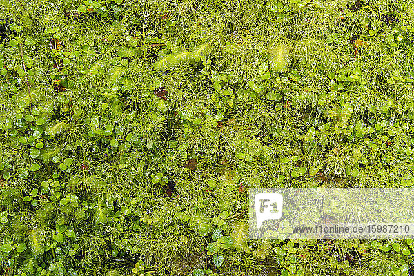 New Zealand  Green floor of temperate rainforest