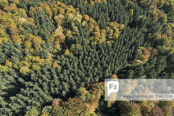 Germany  Baden-Wurttemberg  Heidenheim an der Brenz  Drone view of autumn forest in Swabian Jura