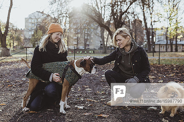 Frauen kauern beim Streicheln von Boxerhunden im Herbst im Park
