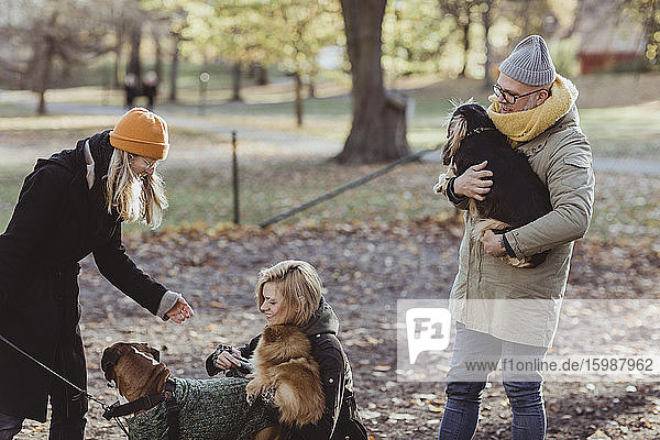 Lächelnde Frauen und Männer spielen mit Hunden im Park