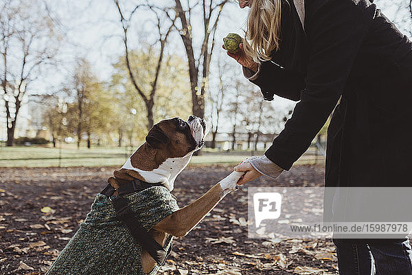 Mitschnitt einer jungen Frau und eines Boxerhundes mit Handschlag beim Halten des Balls im Park