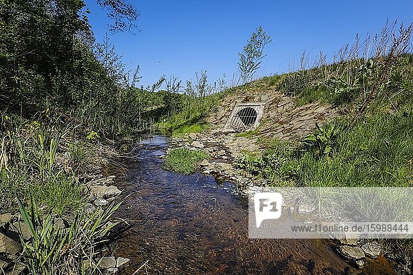 Renaturiertes Fließgewässer der Breuskes Mühlenbach gehört zum Flusssystem der Emscher war vorher ein offener oberirdischer Schmutzwasserkanal Emscherumbau Recklinghausen Ruhrgebiet Nordrhein-Westfalen Deutschland Europa